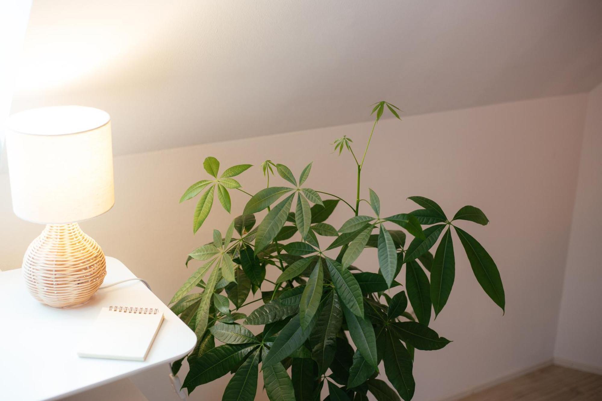 וירצבורג Jama - Altstadt, Wlan, Arbeitsplatz, Modern Boho #3 מראה חיצוני תמונה